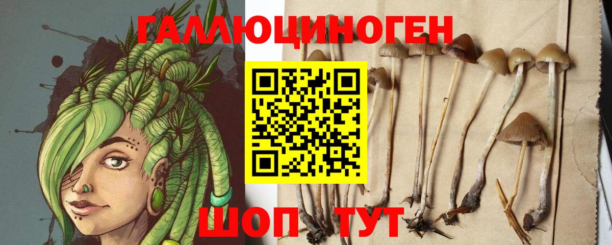 Протвино  наркотики  Вход с VPN  Псилоцибиновые грибы Psilocybe 